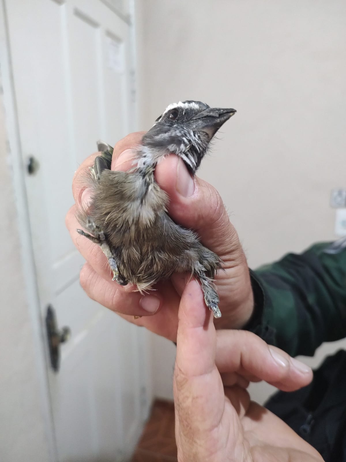 Trinca-ferro com umas das pernas mutiladas