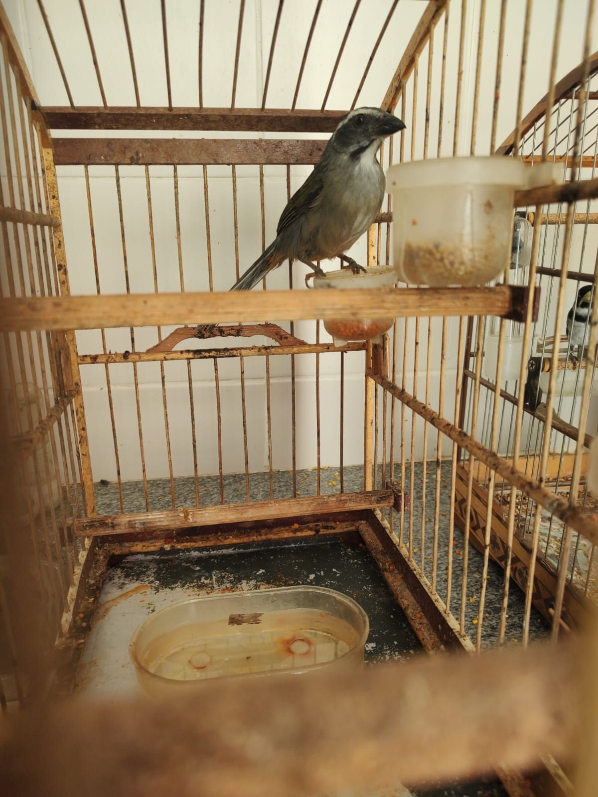 trinca-ferro (Saltator similis) 1